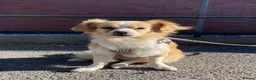 Mixed Breed dogs for sale: Cookie 🍪 in Wrexham - Advert 1