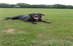 Labrador Retriever dogs for sale: Black female Labrador 9 months old - Trained - Image 2