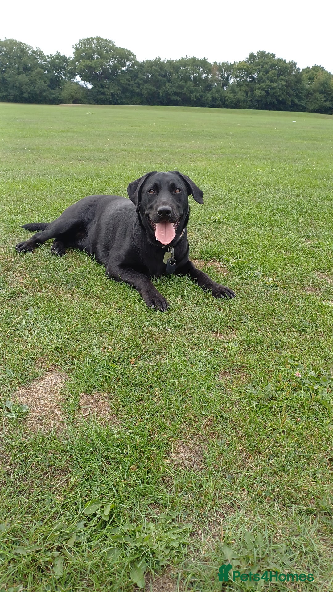 Labrador Retriever dogs for sale: Black female Labrador 9 months old - Trained - Image 2