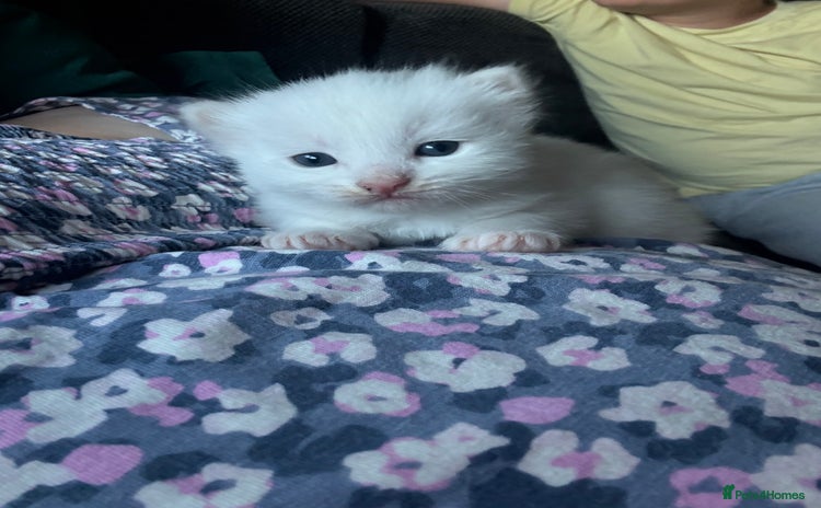 Ragdoll cats - Advert 15
