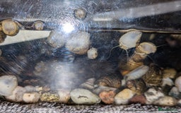 Snails invertebrates for sale: Apple Snails - Image 1