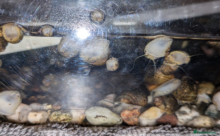 Snails invertebrates - Advert 1