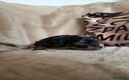 Biewer Terrier dogs for sale: Biewer Yorkshire Terrier  - Image 19