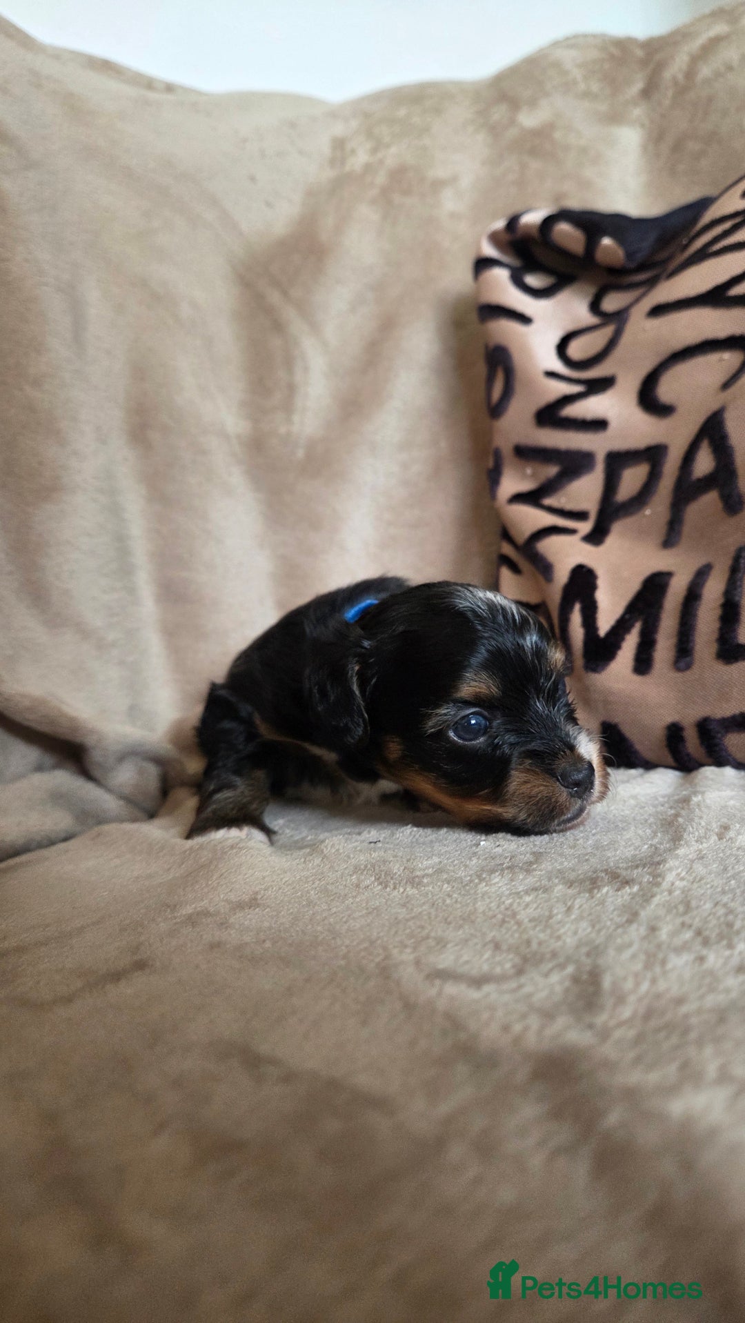 Biewer Terrier dogs for sale: Biewer Yorkshire Terrier  - Image 19