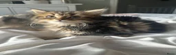 Persian cats for sale: Mixed breed Persian Kittens  - Advert 9