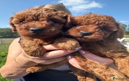 Cockapoo dogs for sale: Stunning litter of Red FIB cockapoo Girls  - Image 1