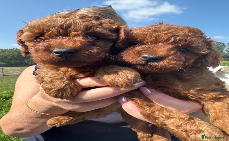 Cockapoo dogs - Advert 14