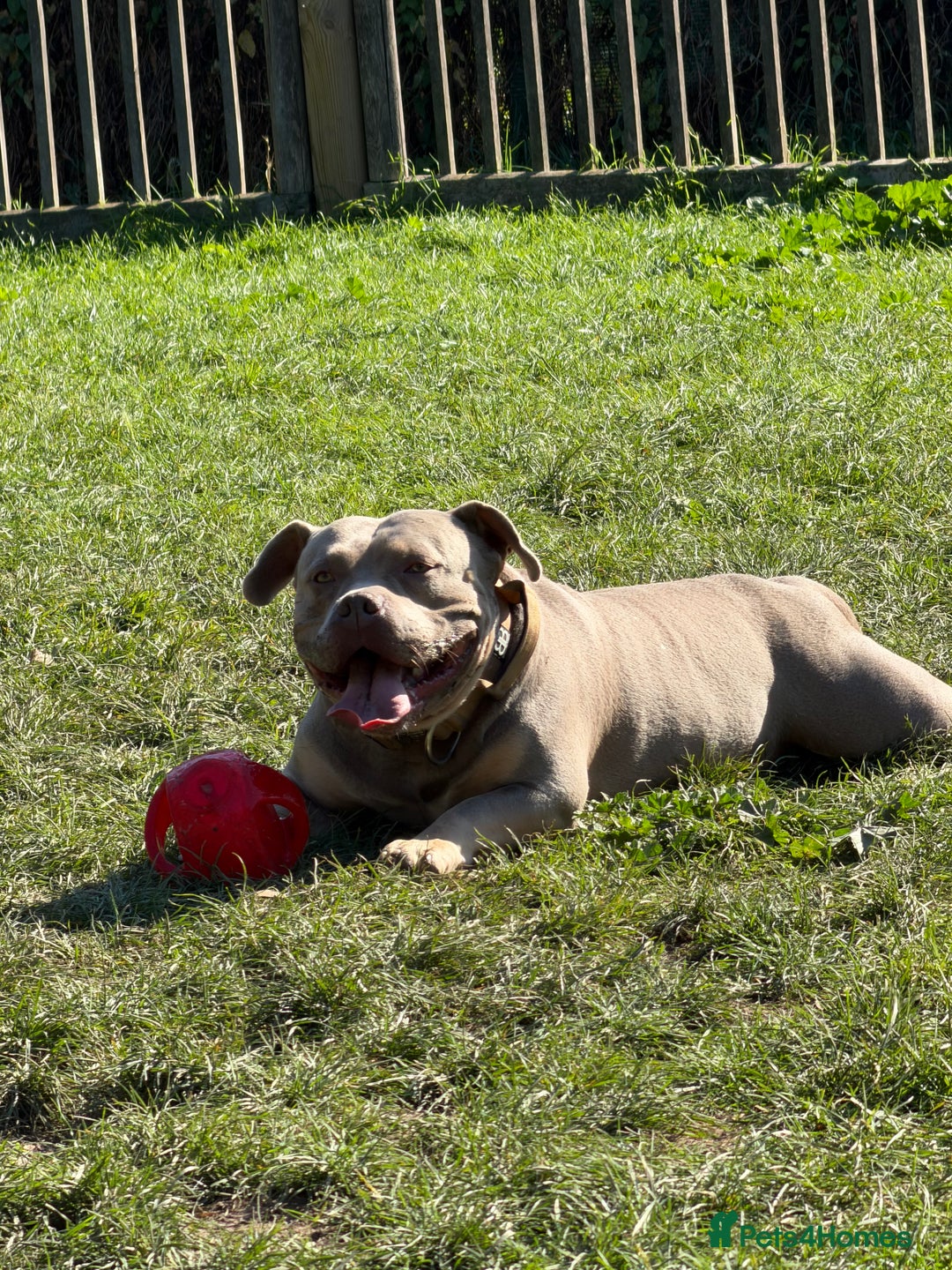 American Bully dogs for sale: Pocket Bully - Advert 7