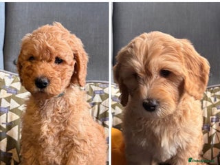 Mixed Breed dogs Mini Golden Doodle’s - Advert 5