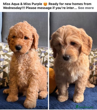Mixed Breed dogs Mini Golden Doodle’s - Advert 1