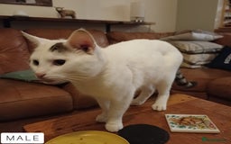 Domestic Shorthair cats for sale: 1 YO Male Free & 2x Male Kittens Available. - Image 5