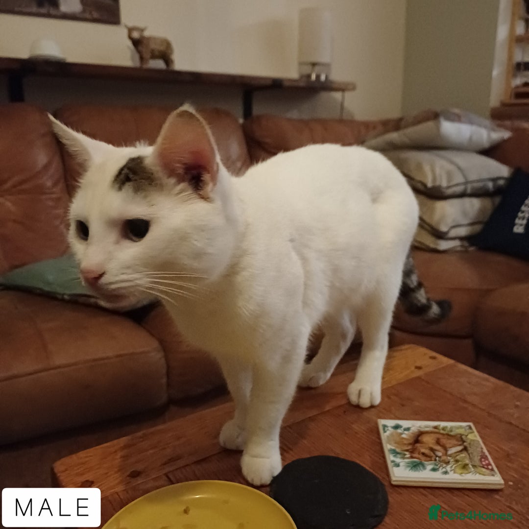 Domestic Shorthair cats for sale: 1 YO Male Free & 2x Male Kittens Available. - Image 5