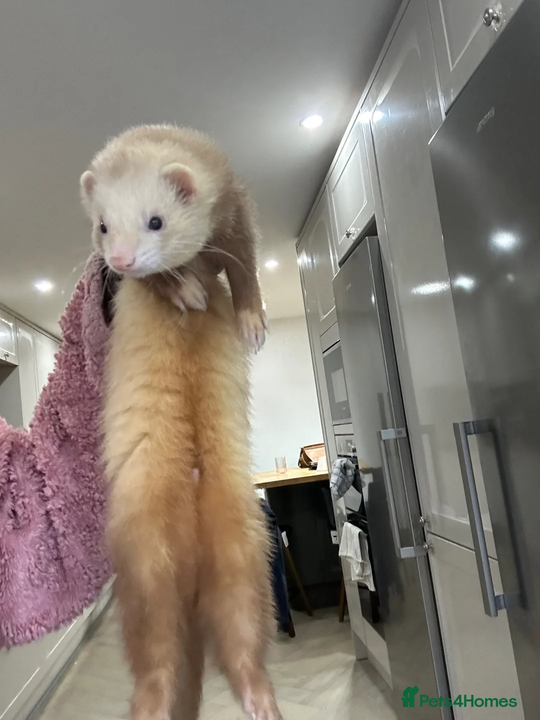 Ferret rodents for sale: Cinnamon make ferret for stud  - Advert 1