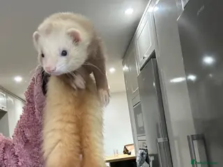 Ferret rodents Cinnamon make ferret for stud - Advert 1