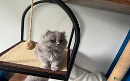 British Longhair cats for sale: GCCF REGISTERED British Longhair Girls  - Image 12