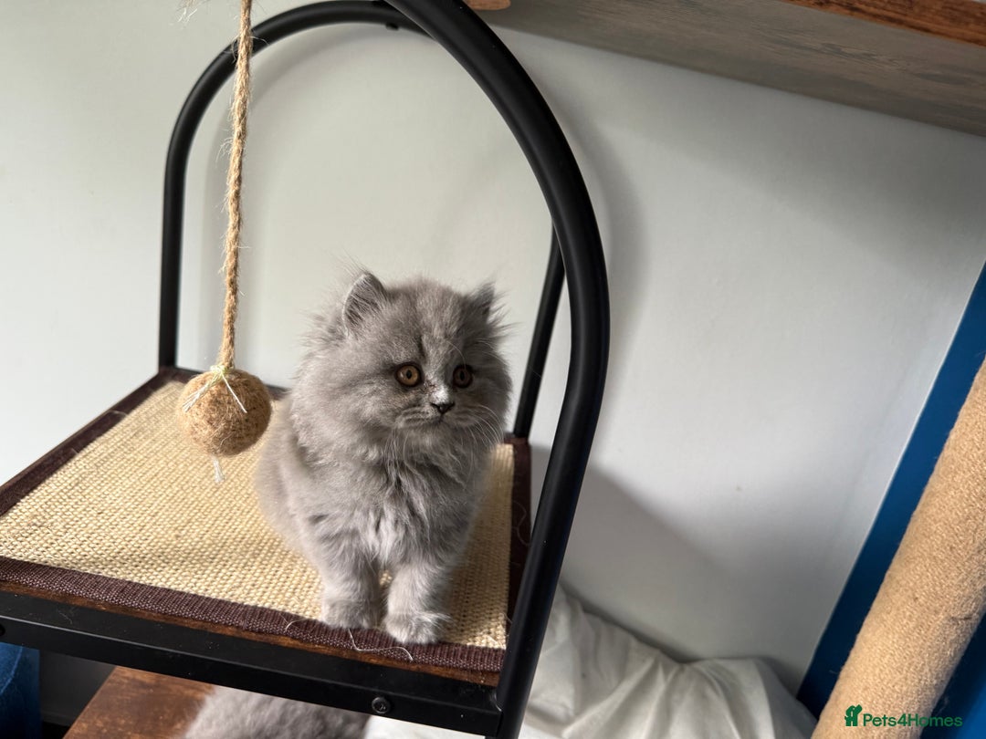 British Longhair cats for sale: GCCF REGISTERED British Longhair Girls  - Image 12
