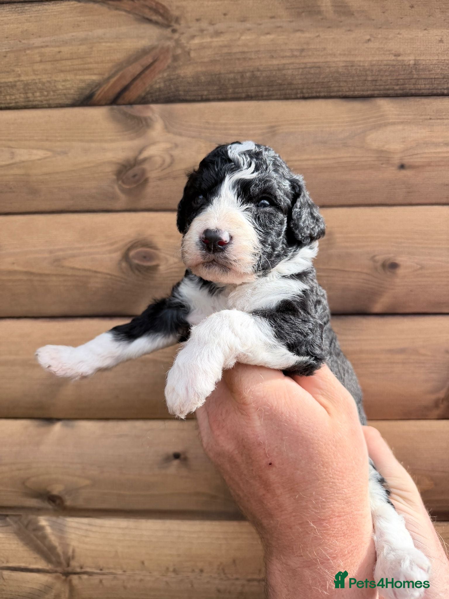 Bernedoodle dogs Beautiful Bernedoodles Puppies  - Advert 1