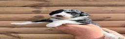 Bernedoodle dogs for sale: Beautiful Bernedoodles Puppies  - Advert 1