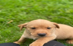 Labrador Retriever dogs for sale: Stunning ftch fox red puppies - Image 10