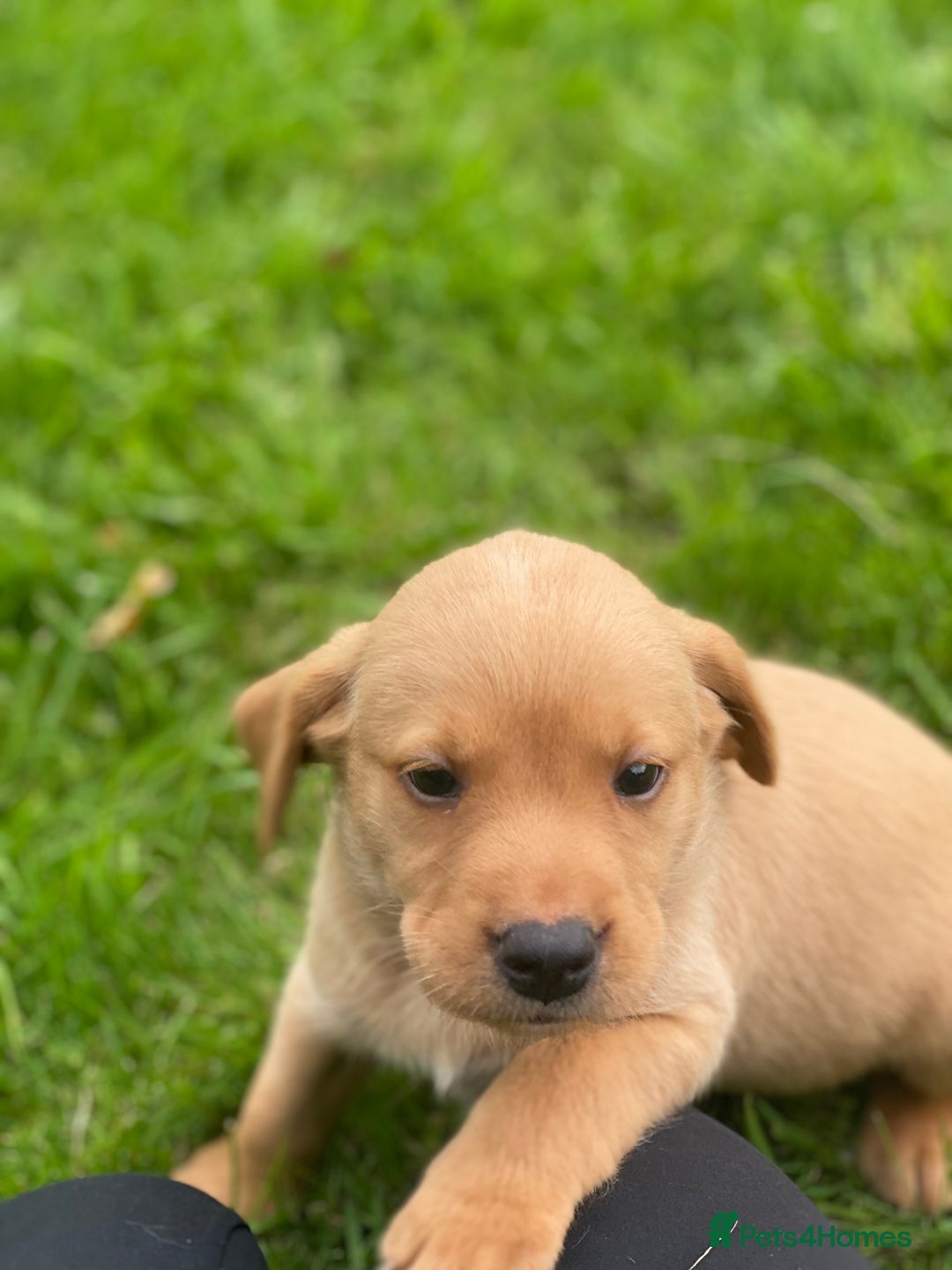 Labrador Retriever dogs for sale: Stunning ftch fox red puppies - Image 10