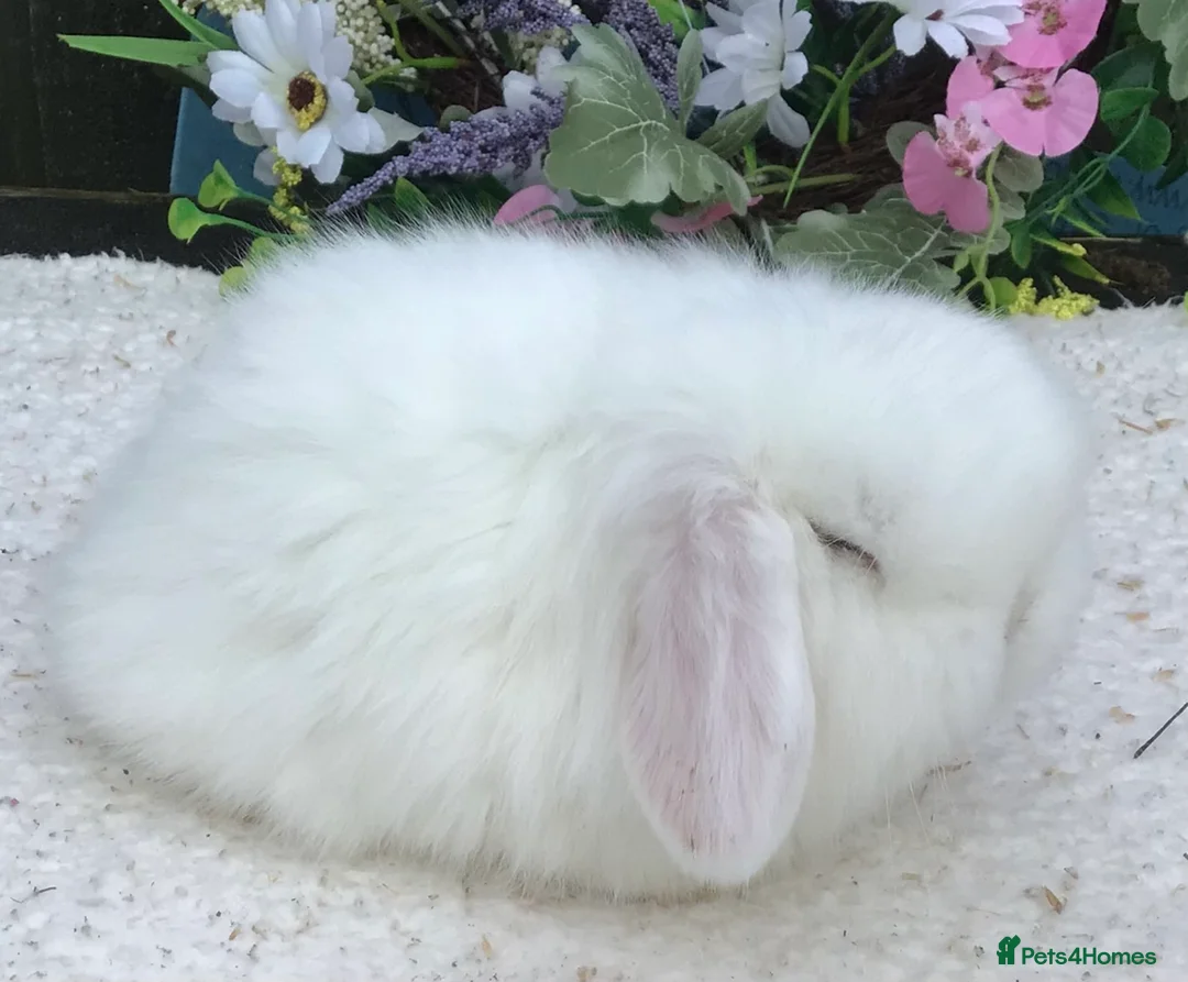 Mini Lop rabbits for sale: Mini lop buck - Advert 3