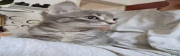 Mixed Breed cats for sale: Grey Tabby Female Kitten – British Shorthair Mix - Advert 3