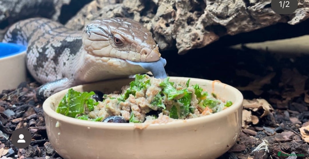 Skink reptiles for sale: Blue tongue skink and full 4ft set up  - Advert 2