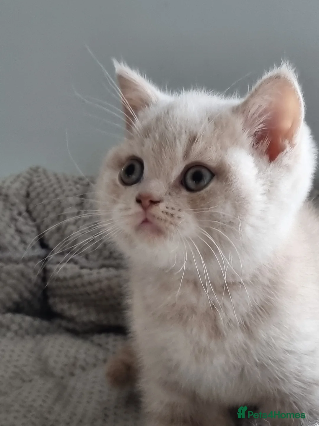British Shorthair cats for sale: Blue/cream girl and cream boy in Newport - Advert 1