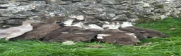 Ducks poultry for sale: Magpie / Runner Unsexed Ducklings  - Advert 5