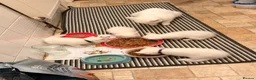 Mixed Breed cats for sale: Beautiful white kittens  - Advert 6