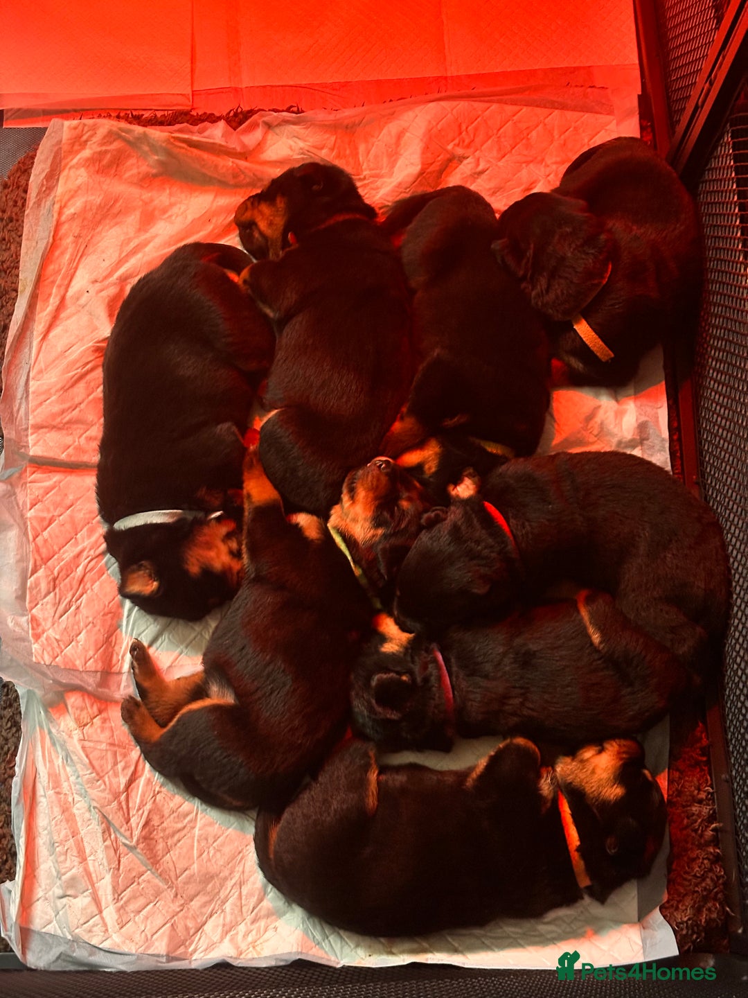 Rottweiler dogs for sale: 1 female beautiful Rottweiler puppy - Advert 4