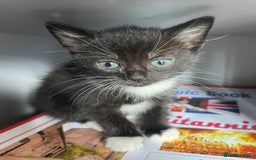 Mixed Breed cats for sale: Gorgeous kittens black and white - Image 5