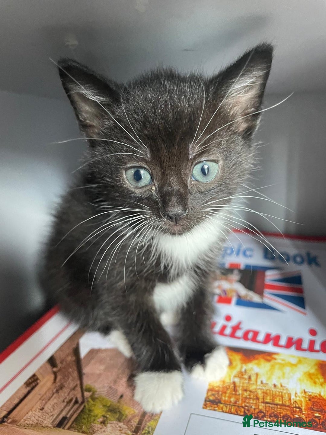 Mixed Breed cats for sale: Gorgeous kittens black and white - Image 5