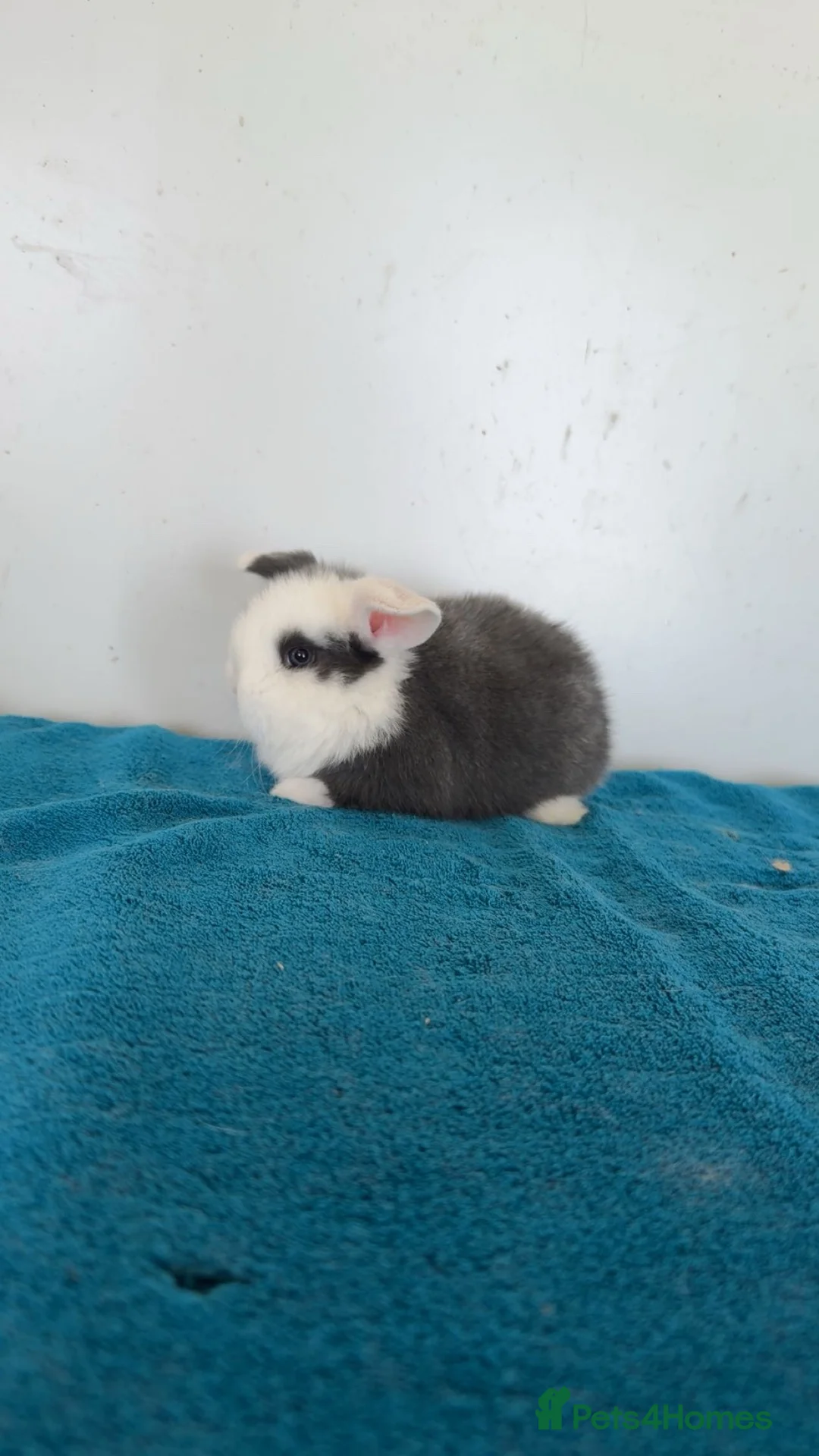 Mini Lop rabbits for sale: Pure mini lop rabbits to be reserved  - Advert 17