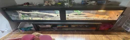 Bearded Dragon reptiles for sale: Male bearded dragon and full set up  in Melton Mowbray - Advert 5