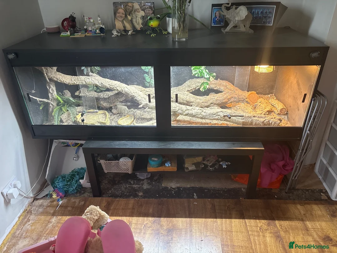 Bearded Dragon reptiles for sale: Male bearded dragon and full set up  in Melton Mowbray - Advert 5