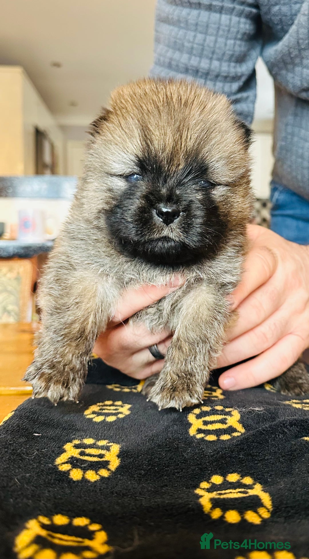 Chow Chow dogs for sale: Stunning KC registered Chow Chow puppies  - Advert 15