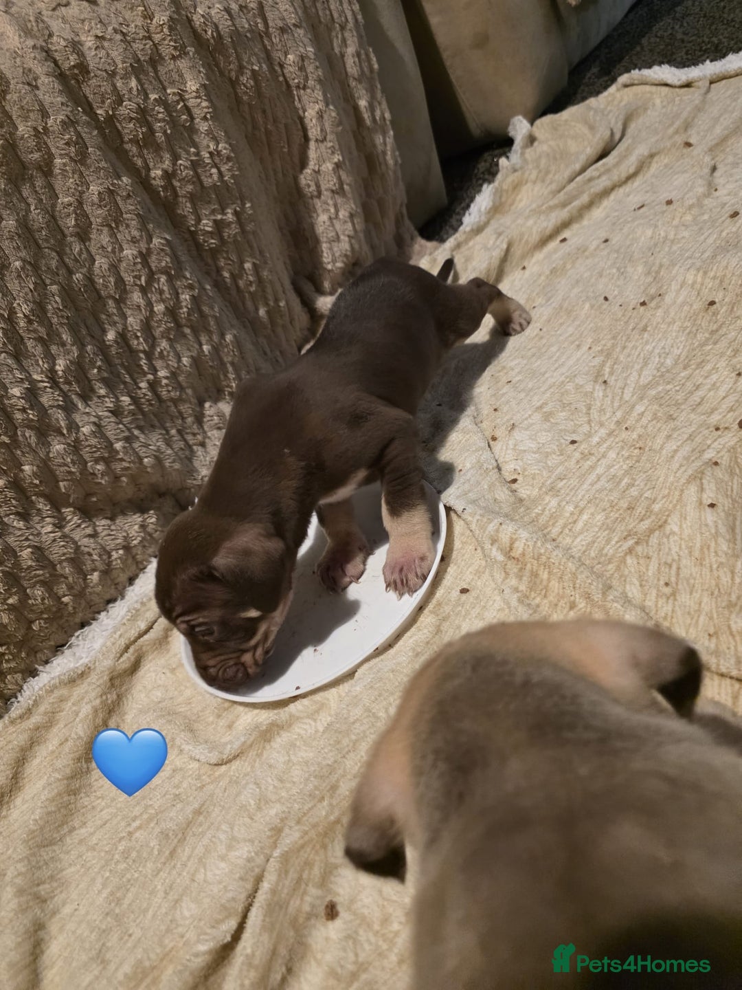 Cane Corso dogs for sale: Cane corso pups - Advert 8