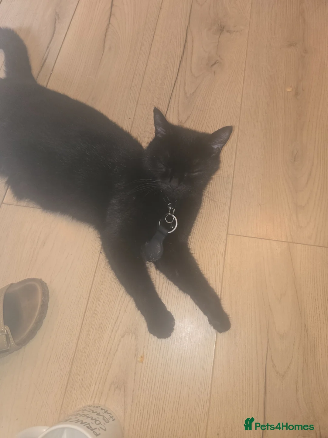 Mixed Breed cats for sale: 2 Black Male Kittens  in Winchester - Advert 1