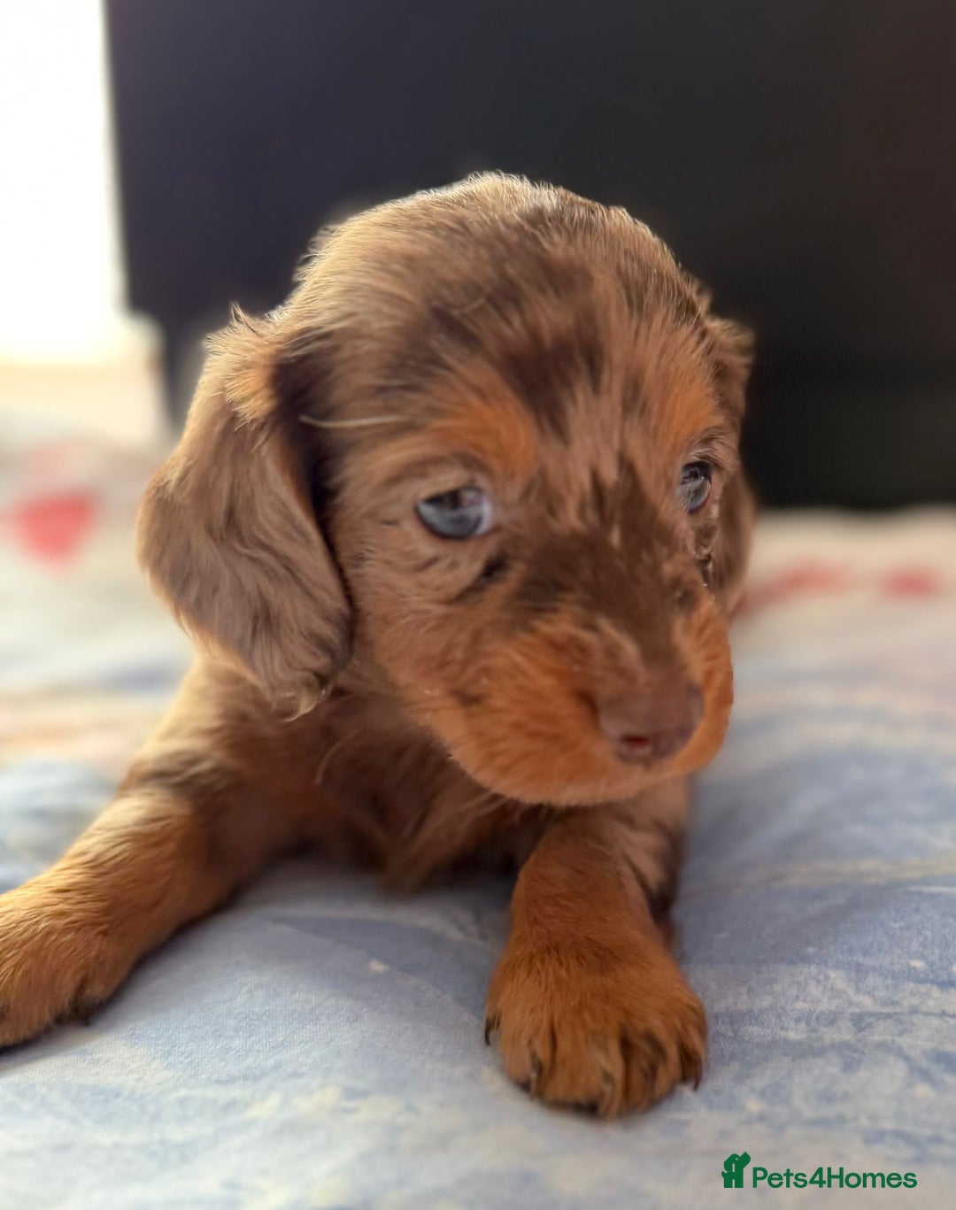 Dachshund dogs for sale: 3 beautiful long hair daschund puppies - Image 2