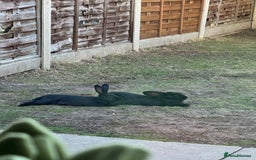 Harlequin rabbits for sale: Two male Rabbits - Image 3