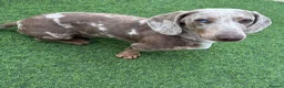 Miniature Dachshund dogs for sale: Beautiful Mini Dachshund Puppies  in Welwyn - Advert 2