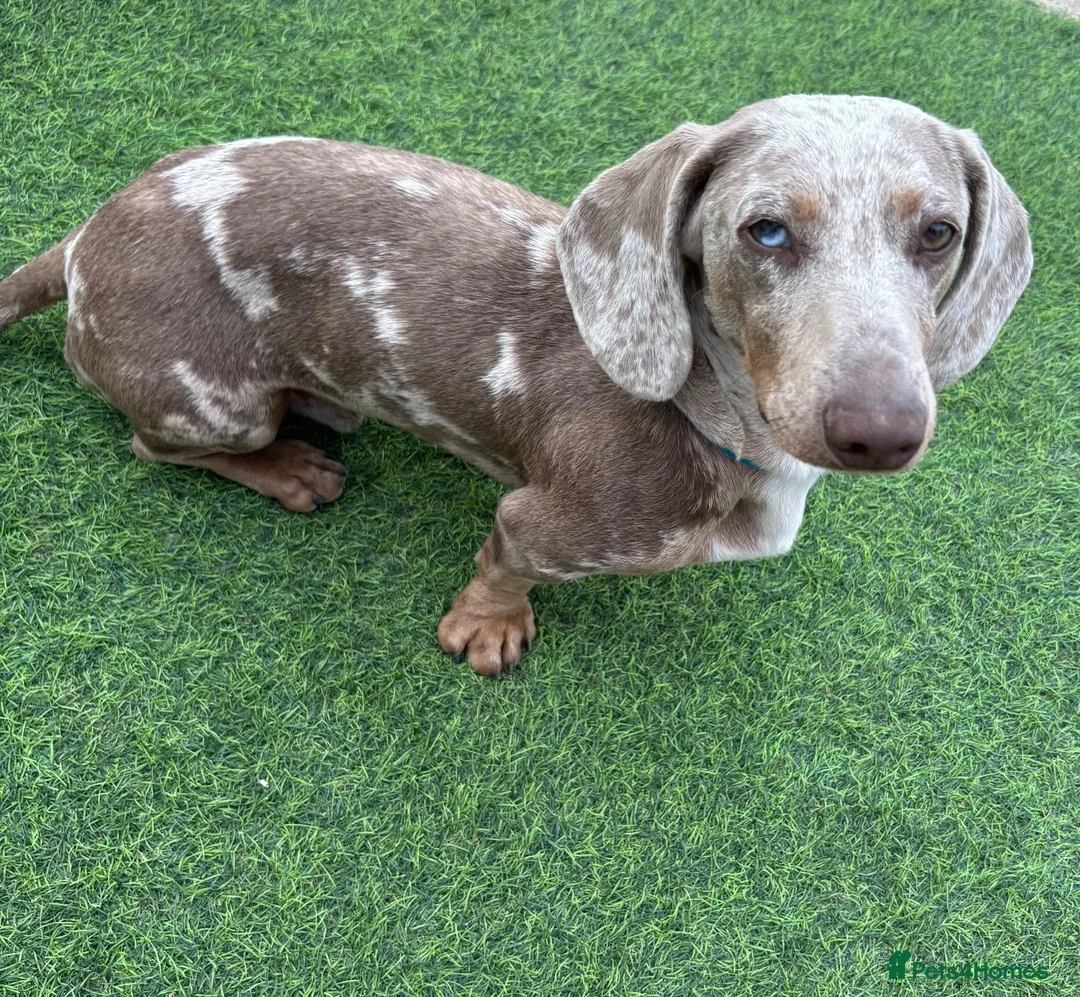Miniature Dachshund dogs for sale: Beautiful Mini Dachshund Puppies  in Welwyn - Advert 2
