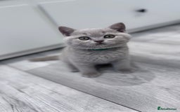 British Shorthair cats for sale: 5 beautiful BSH kittens - Image 13