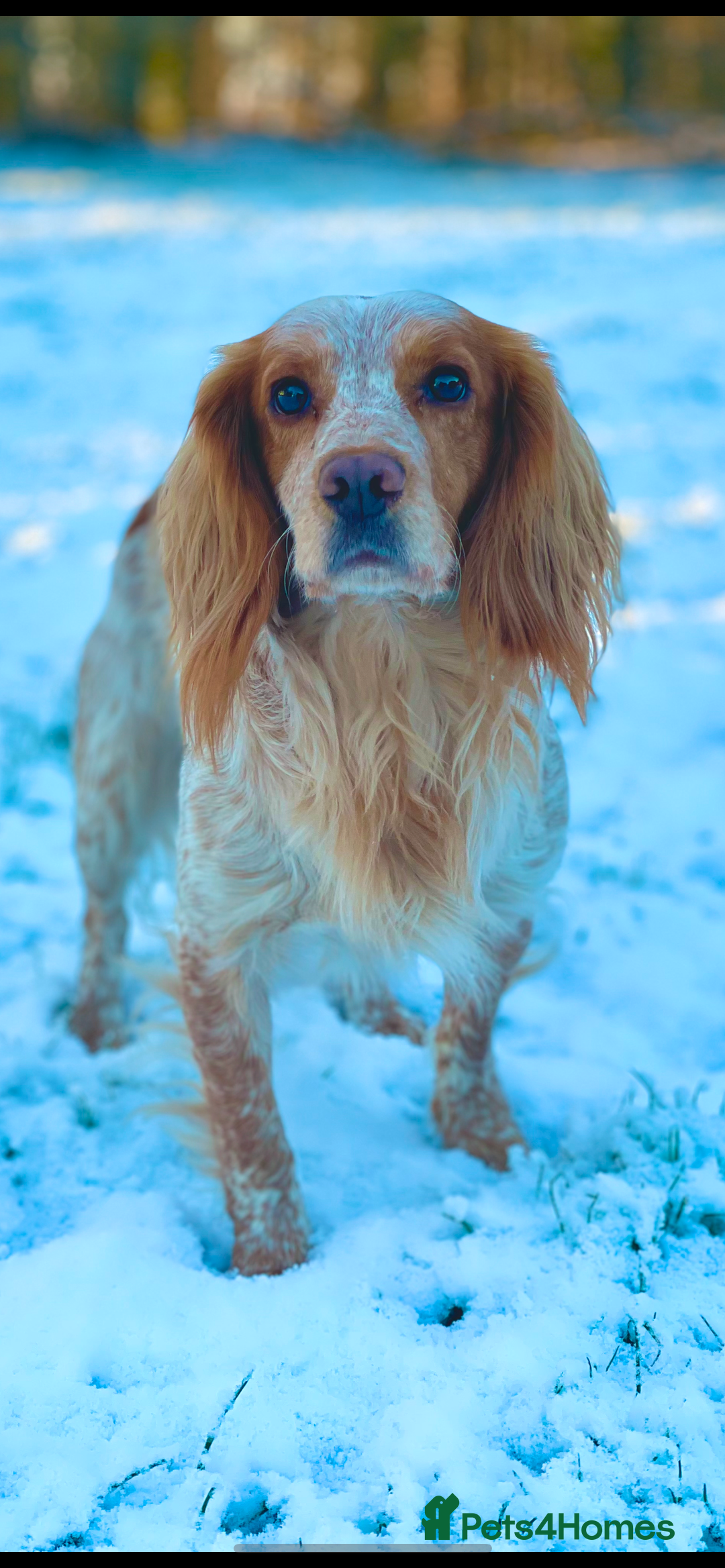 Cocker Spaniel dogs for stud: Working Cocker Stud  - Advert 10