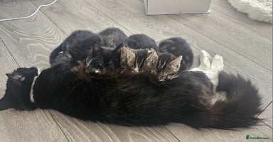 Mixed Breed cats - Advert 15