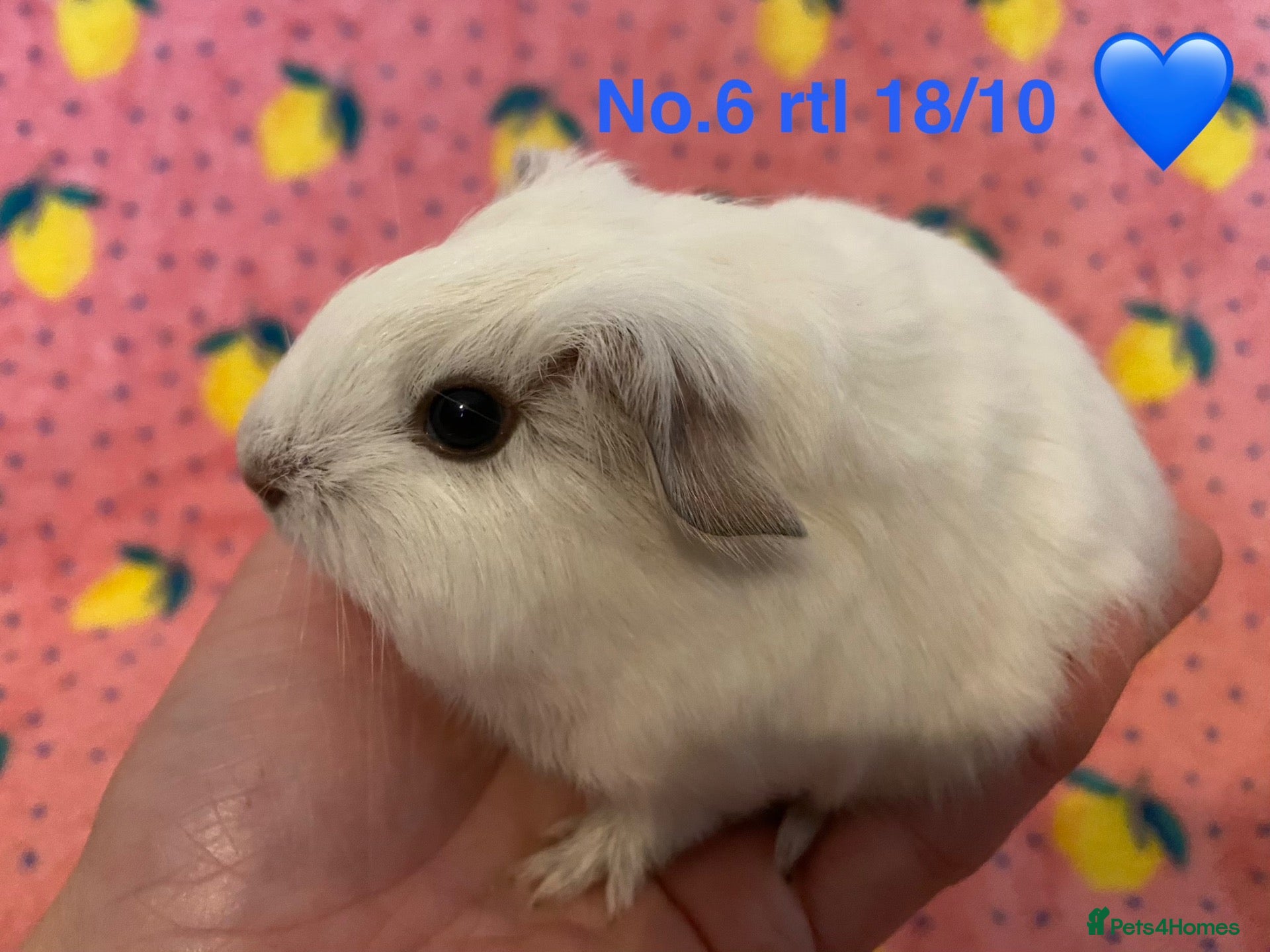 Guinea Pig rodents Gorgeous baby Guinea pigs - Advert 2
