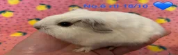 Guinea Pig rodents for sale: Gorgeous baby Guinea pigs - Advert 6