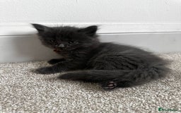 Maine Coon cats for sale: Rare Maine Coon/Russian Blue Kittens - Image 5