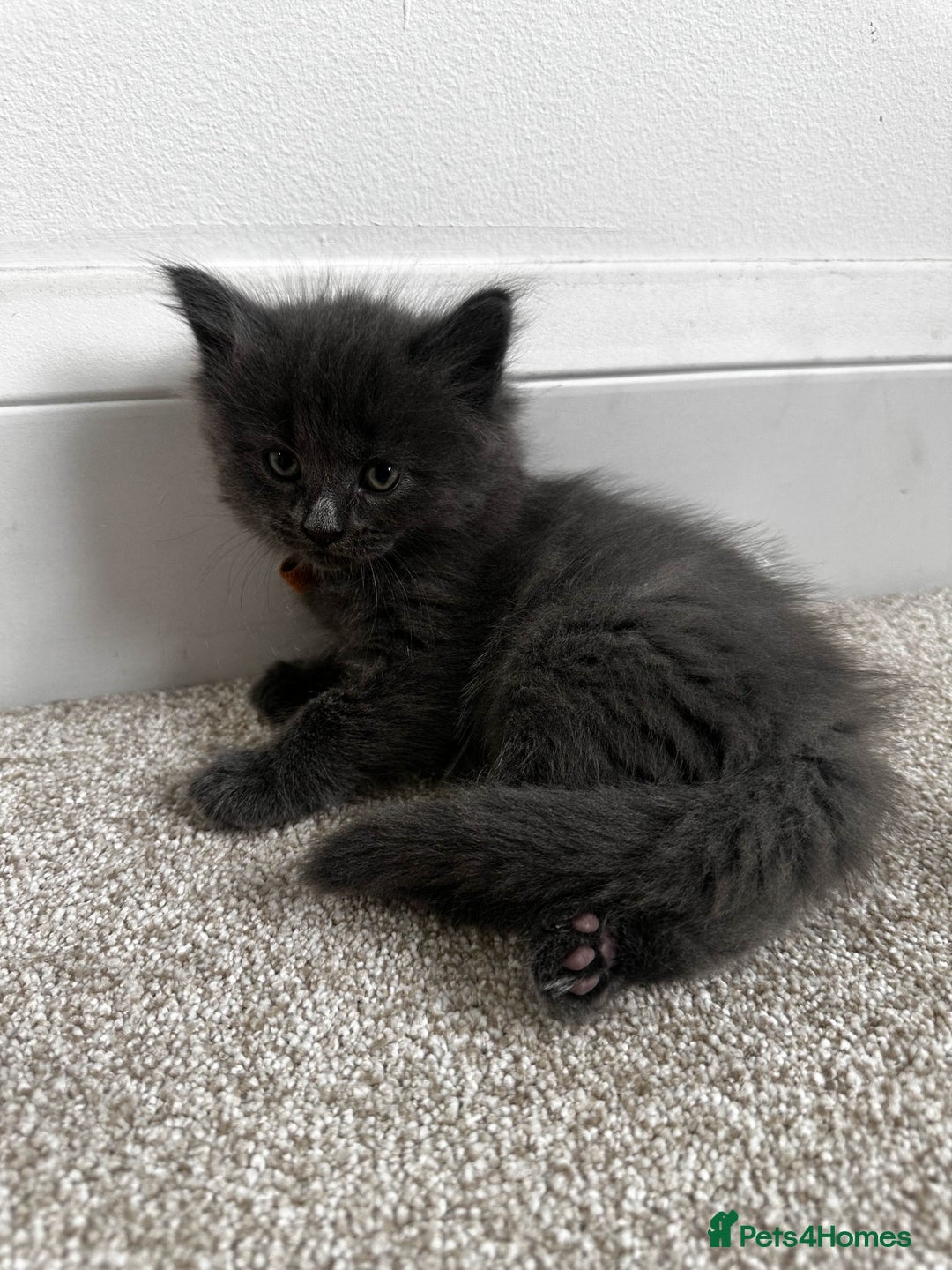 Maine Coon cats for sale: Rare Maine Coon/Russian Blue Kittens - Image 5